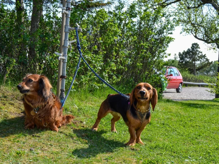 Krik Vig Camping