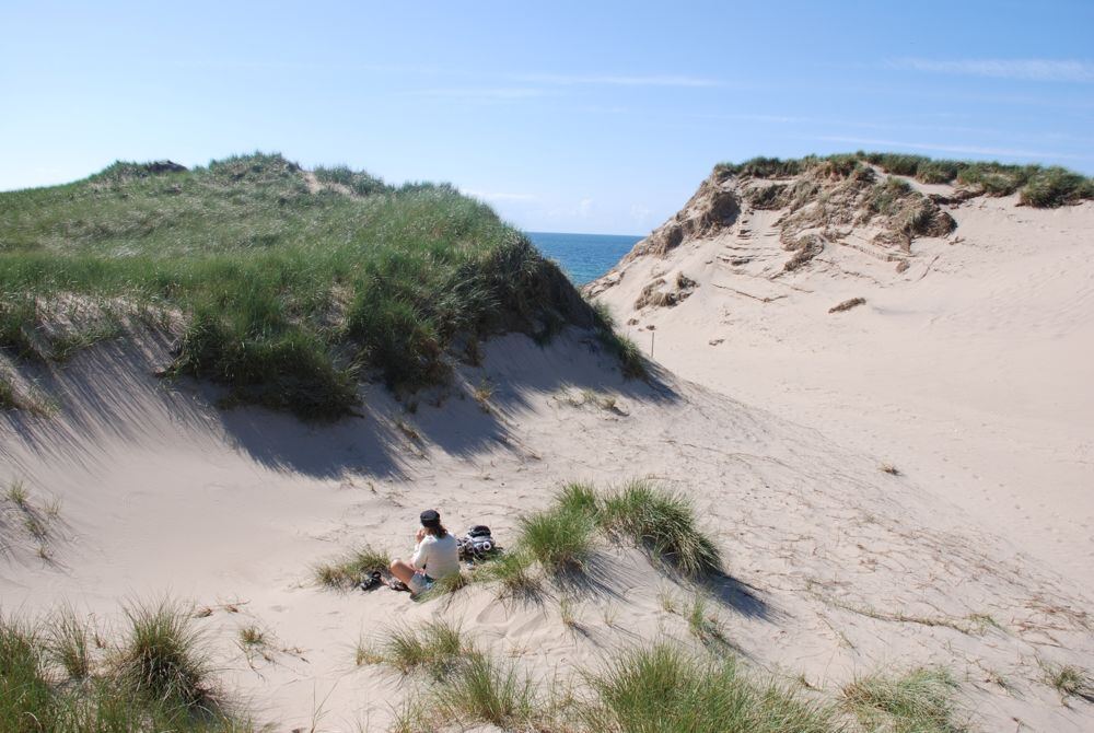 Klitter med marehalm ved stranden